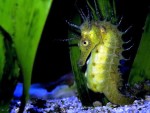 Seahorse-Green-Dark-HD