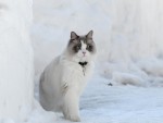 cat-1384268