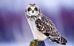 cute-owl-wallpaper-15773-16255-hd-wallpapers