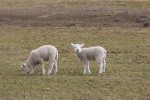 lambs-246762_1280