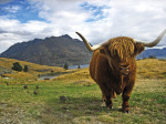 uj-zeland