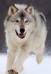 wolf-wallpaper